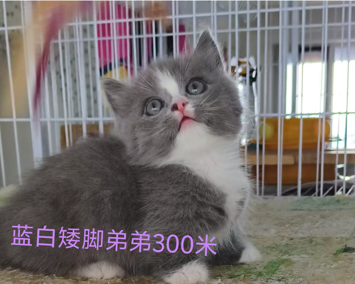 黑猫拿破仑 蓝猫 蓝白矮脚紫金矮脚金点高脚矮脚 赛凯弟弟妹妹大疫苗全